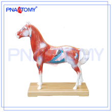 Modèle d&#39;anatomie animale de modèle d&#39;acupuncture de cheval de vente chaude de PNT-AM42